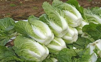 国产白菜原版视频