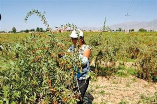 国产枸杞采摘车视频,助力农业现代化