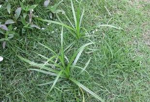 国产在线野草视频,揭秘网络短视频的狂欢与争议