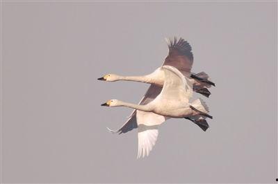 国产07岁白鹤跳舞视频,国产萌宠萌态尽显