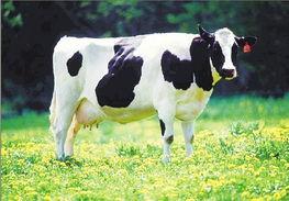 国产奶牛在线视频,在线视频展现养殖新篇章