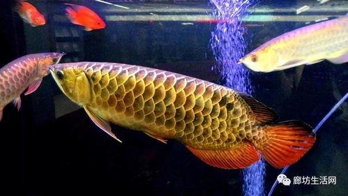 国产金龙鱼养殖视频